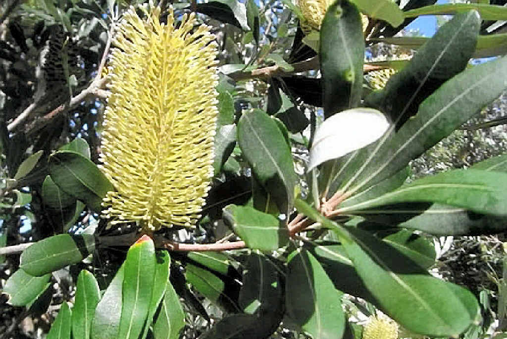 The Sunshine Coast Wildflower Festival is on from August 18–30, with 18 events including guided walks, activities and art exhibitions. The Sunshine Coast Wildflower Festival is on from August 18–30, with 18 events including guided walks, activities and art exhibitions.